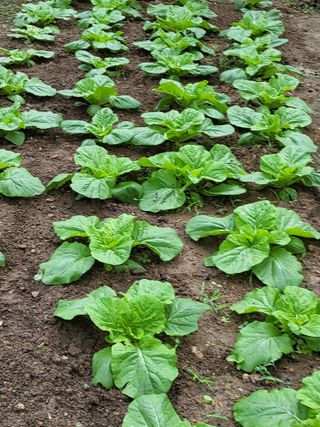 정원초보농군님의 배추 · 영농일지 작성글 사진