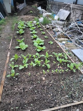 정원초보농군님의 배추 · 영농일지 작성글 사진