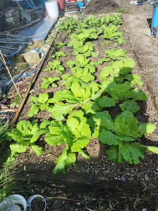 정원초보농군님의 배추 · 영농일지 작성글 사진