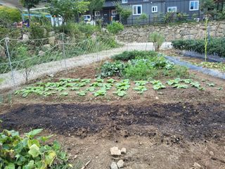 정원초보농군님의 배추 · 영농일지 작성글 사진