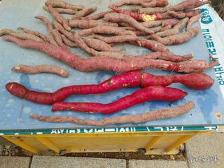 농부님.모두.모두힘님의 자유주제 · 자유게시판 작성글 사진