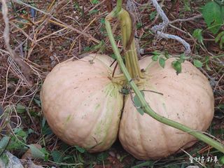 농부님.모두.모두힘님의 자유주제 · 자유게시판 작성글 사진