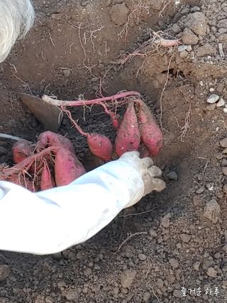 농부님.모두.모두힘님의 자유주제 · 자유게시판 작성글 사진