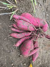 팜모닝 고구마·영농일지 게시글 이미지