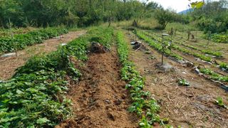 초보농부님의 고구마 · 영농일지 작성글 사진