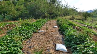 초보농부님의 고구마 · 영농일지 작성글 사진