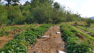 초보농부님의 고구마 · 영농일지 작성글 사진