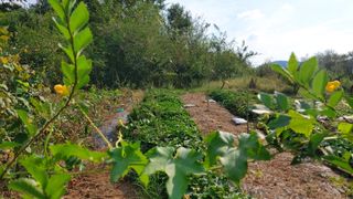 초보농부님의 고구마 · 영농일지 작성글 사진