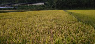 볘 전업농 미소진미님의 벼 · 영농일지 작성글 사진