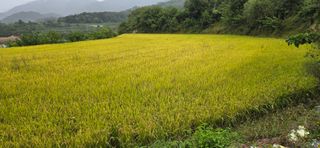 볘 전업농 미소진미님의 벼 · 영농일지 작성글 사진