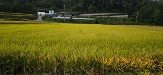 볘 전업농 미소진미님의 벼 · 영농일지 작성글 사진