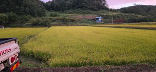 볘 전업농 미소진미님의 벼 · 영농일지 작성글 사진