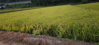 볘 전업농 미소진미님의 벼 · 영농일지 작성글 사진