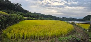 볘 전업농 미소진미님의 벼 · 영농일지 작성글 사진
