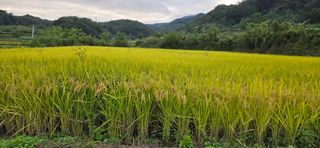 볘 전업농 미소진미님의 벼 · 영농일지 작성글 사진