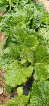 팜모닝 배추·영농일지 게시글 이미지