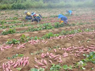 꿀고구마오수정님의 고구마 · 영농일지 작성글 사진