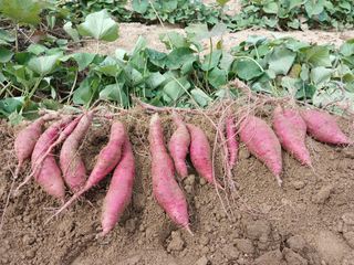 꿀고구마오수정님의 고구마 · 영농일지 작성글 사진