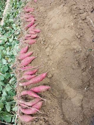 꿀고구마오수정님의 고구마 · 영농일지 작성글 사진