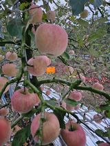 팜모닝 사과·영농일지 게시글 이미지