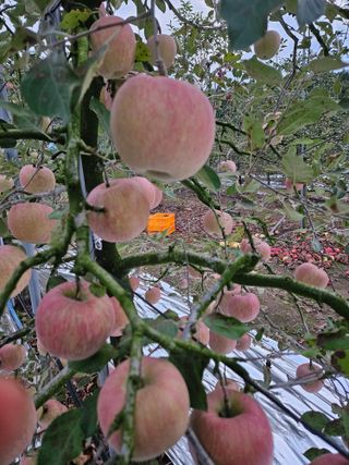 스마일님의 사과 · 영농일지 작성글 사진