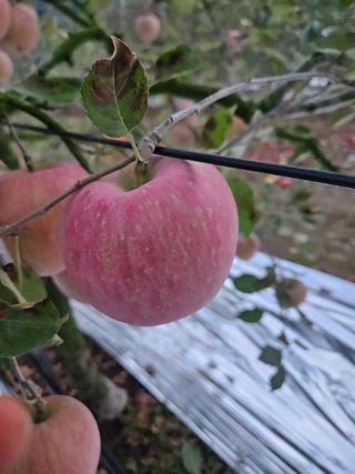 스마일님의 사과 · 영농일지 작성글 사진