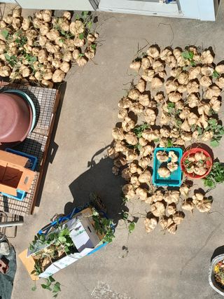 김민수산에서농사중님의 감자 · 영농일지 작성글 사진