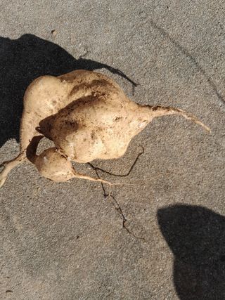 김민수산에서농사중님의 감자 · 영농일지 작성글 사진