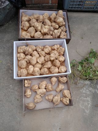 김민수산에서농사중님의 감자 · 영농일지 작성글 사진