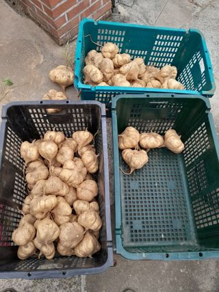 김민수산에서농사중님의 감자 · 영농일지 작성글 사진