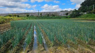 김남근님의 파 · 영농일지 작성글 사진