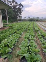 팜모닝 배추·영농일지 게시글 이미지