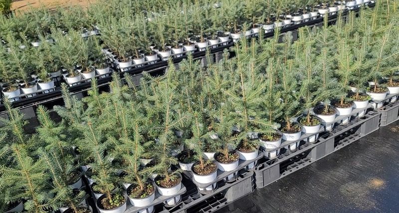 이선미님의 장터 판매 상품 [은청가문비 SBS 10주] 첨부 사진