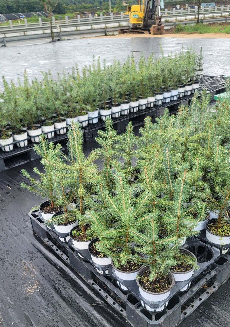 이선미님의 장터 판매 상품 [은청가문비 SBS 10주] 첨부 사진