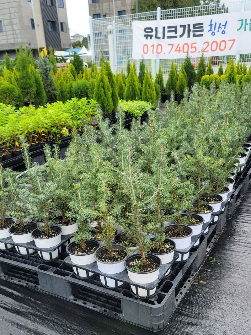 이선미님의 장터 판매 상품 [은청가문비 SBS 10주] 첨부 사진