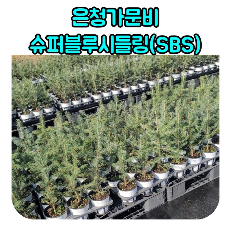 장터 상품 [은청가문비 SBS 10주] 썸네일