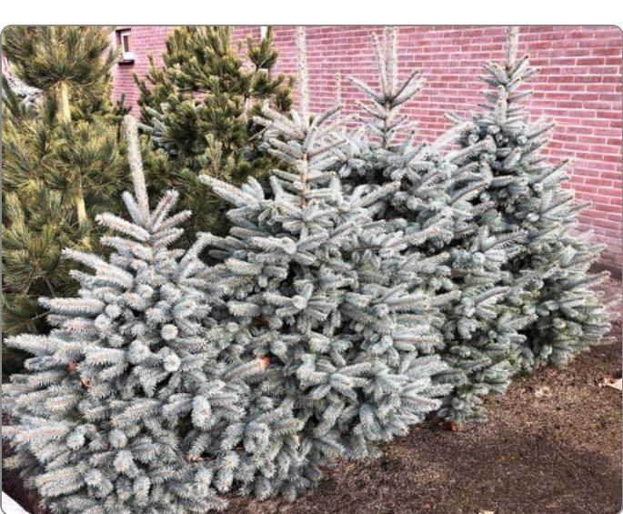 이선미님의 장터 판매 상품 [은청가문비 SBS 10주] 첨부 사진