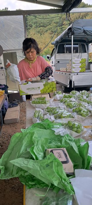 윤세열님의 포도 · 영농일지 작성글 사진