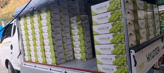 윤세열님의 포도 · 영농일지 작성글 사진