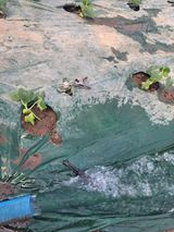 팜모닝 오이·영농일지 게시글 이미지