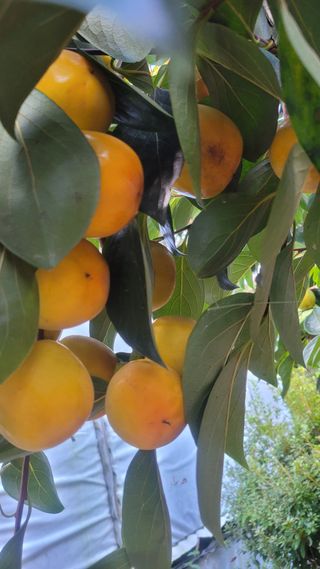 경기고양휘파람농장님의 10월 내 농작물 자랑하기 · 참여글 작성글 사진