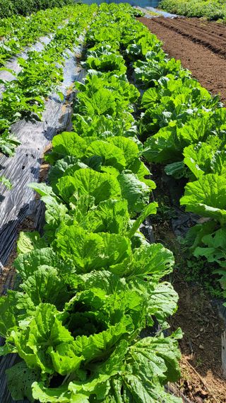 경기고양휘파람농장님의 10월 내 농작물 자랑하기 · 참여글 작성글 사진