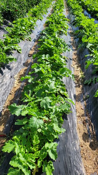 경기고양휘파람농장님의 10월 내 농작물 자랑하기 · 참여글 작성글 사진