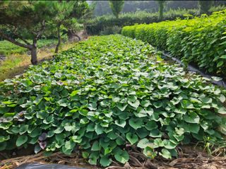 마중물0715님의 고구마 · 영농일지 작성글 사진