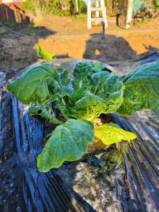 황공이오님의 배추 · 병해충상담 작성글 사진