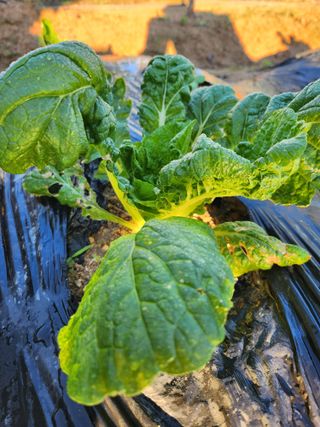 황공이오님의 배추 · 병해충상담 작성글 사진