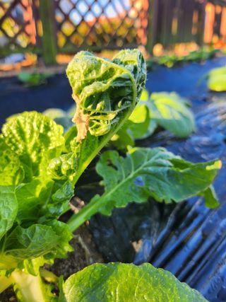 황공이오님의 배추 · 병해충상담 작성글 사진