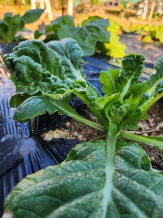 황공이오님의 배추 · 병해충상담 작성글 사진