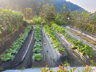 천산님의 배추 · 영농일지 작성글 사진