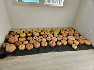 김홍환님의 호박 · 영농일지 작성글 사진